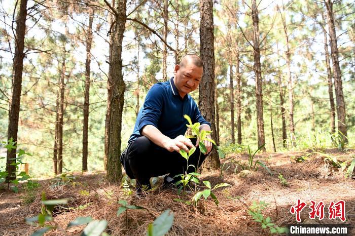 張高漢查看在松樹林下剛套種不久清明茶的生長情況?！埥鸫?攝