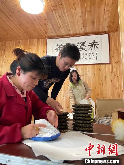 資料圖：杜贏(左二)在整理白茶餅。　林春茵 攝